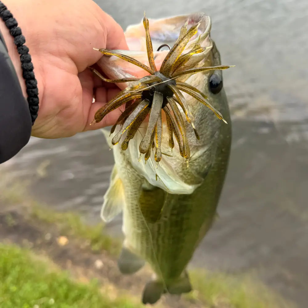 Disco Biscuit Ball Head Jig (3pk) - fishing lures