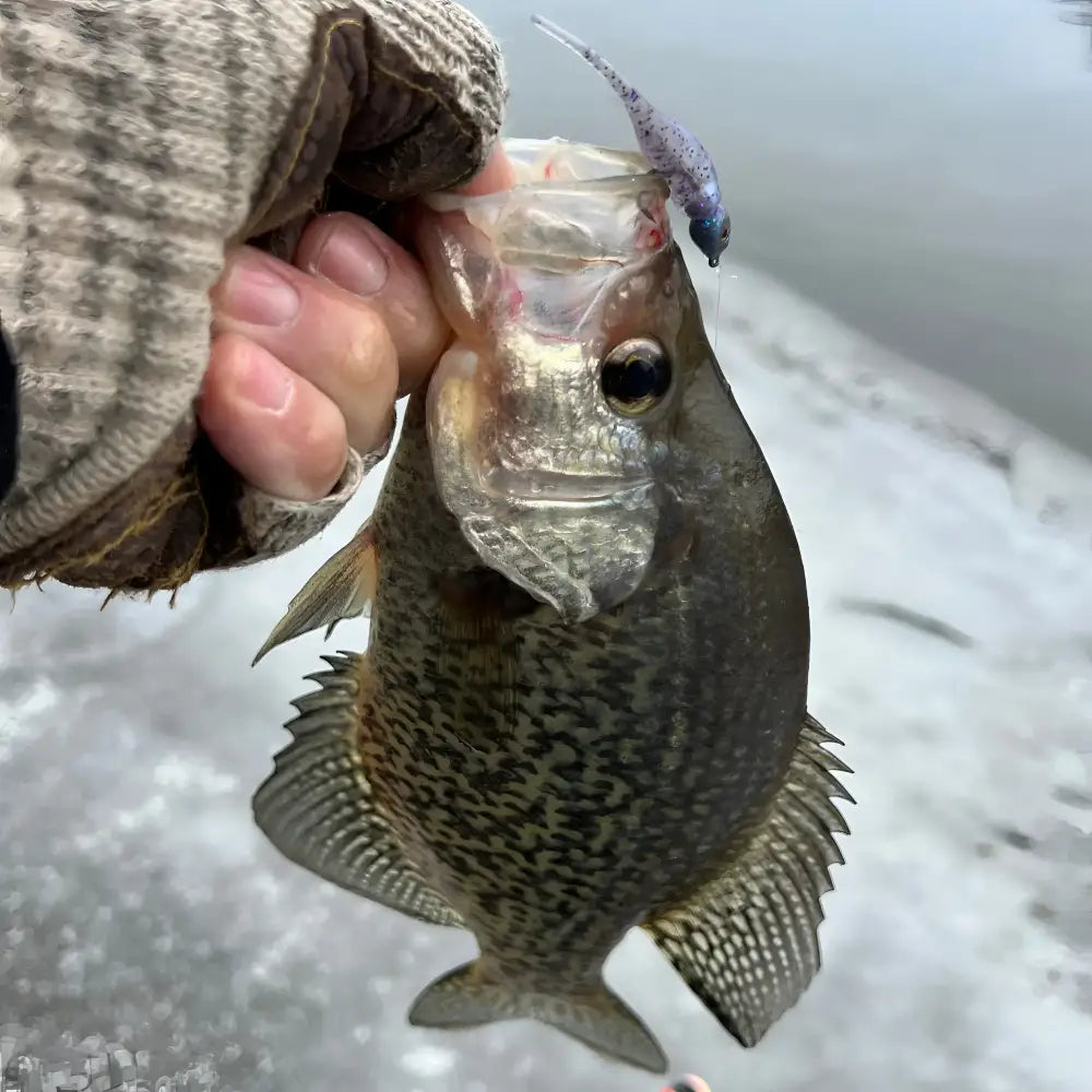 Lil Bump Crappie Jig Head (3pk) - Manhattan Silver / 1/32oz - Panfish Lures