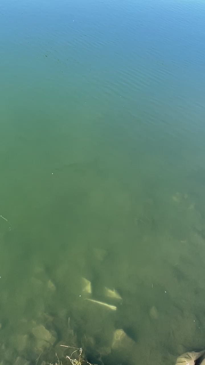 The Junk swing head spinnerbait in action