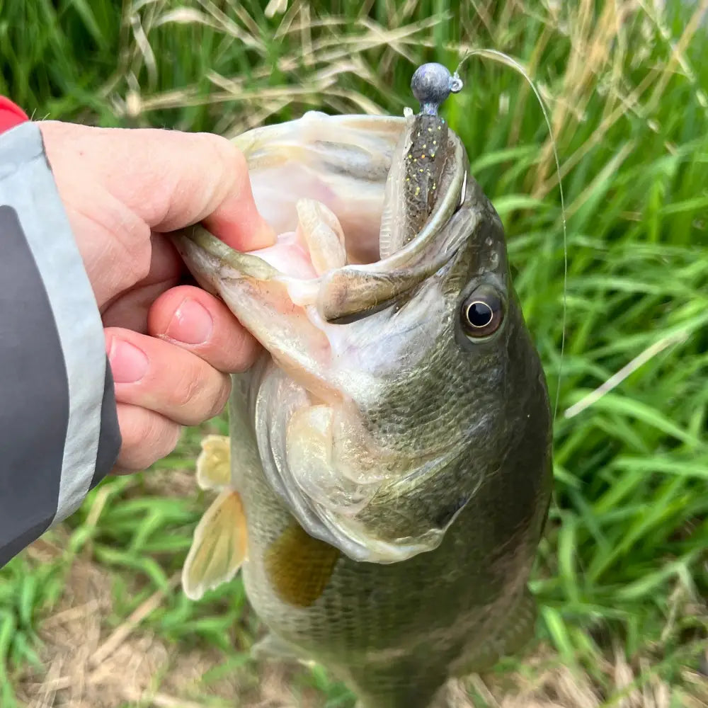 Disco Biscuit Ball Head Jig (3pk) - fishing lures