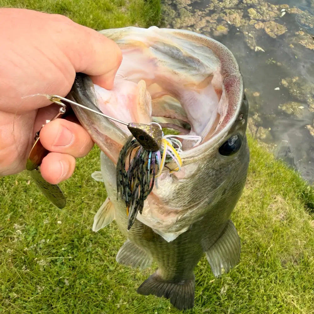 Speedball Finesse Spinnerbait - fishing lures