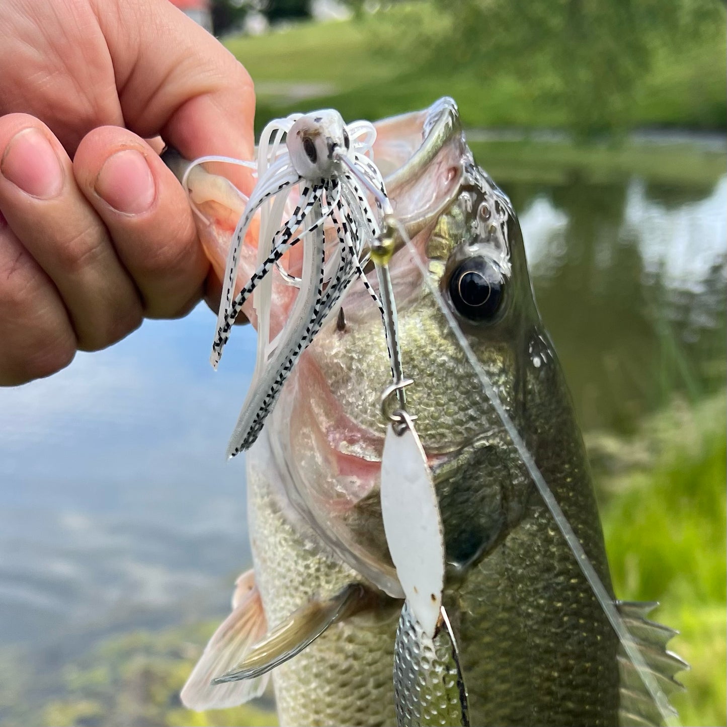 Speedball Double Willow Spinnerbait - fishing lures